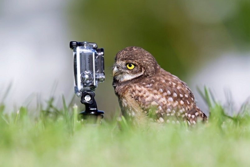 owl-selfie.jpg