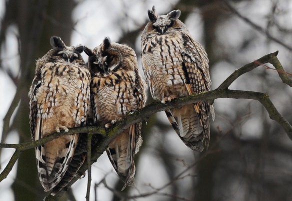 3 owls in russia-Olga Maltseva-AFP-Getty Images